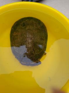 Schildkröten 3 Stück Wasserschildkröten