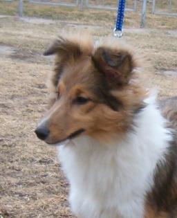 Sheltie - z/w Hündin