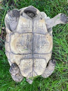 Pantherschildkröten