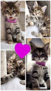 Zuckersüße Maine Coon Halle Saale Kitten Kätzchen Kater rot