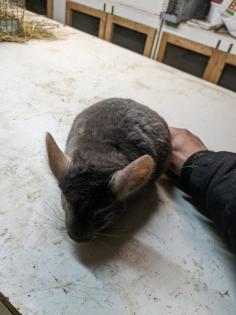 Langschwanz Chinchillas