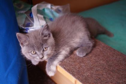 Britisch Kurzhaar Kitten