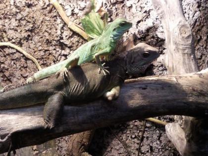 Terrarium mit 2 Wasseragamen Weibchen abzugeben