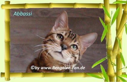 Bengal Kater Abbassi immer gut gelaunt, fröhlich und lieb