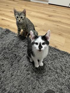 2 süße Kätzchen suchen ein neues Zuhause