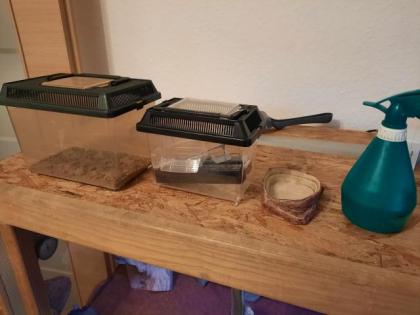 Zwergbartagamen mit Terrarium, Aussengehege und Zubehör