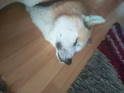 Akita inu Rüde hund