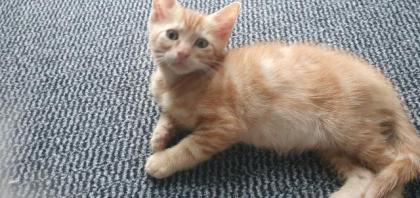 Bkh Mix Kitten
