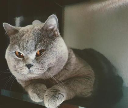 Deckkater BKH