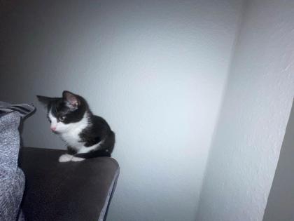 Katze EKH Hauskatze