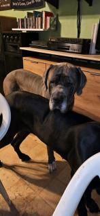 2 Doggen suchen dringend neues Zuhause