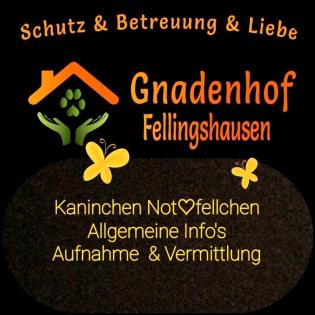 INFO S Zwerg Kaninchen Notstation Aufnahme Abgabe Vermittlung