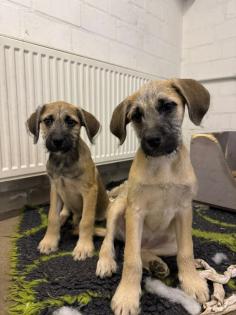 2 GoldendoodlemixHündinnen abzugeben