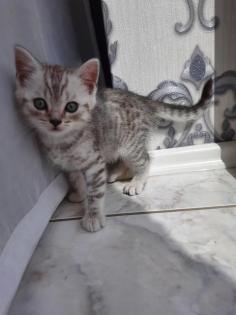 Kitten Britisch Kurzhaar
