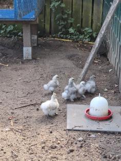 Zwergseidenhühner, Küken und Jungtiere,