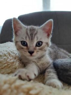 Kitten Britisch Kurzhaar