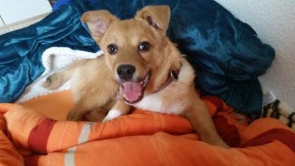 Muffin ca. 5 Monate sucht neues Zuhause