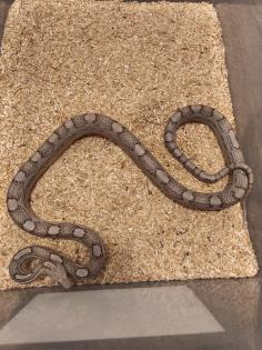 1. 0 Kornnatter Ghost Motley-Striped het. Hypo
