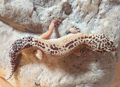 5 Leopardgecko Weibchen abzugeben