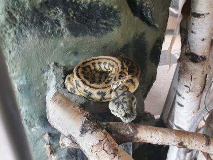 Teppichpyrhon Diamantjungle jaguar