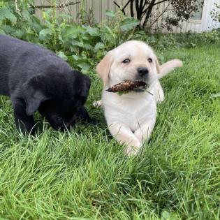Labrador Welpen suchen ein Zuhause