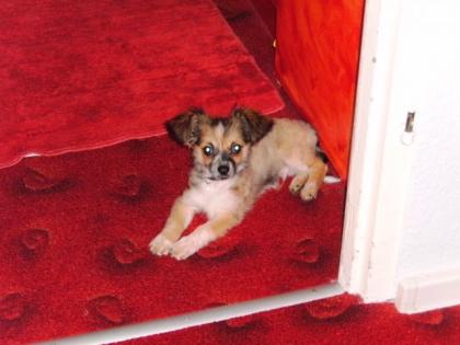 Chihuahua Rüde