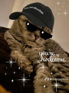 5 Jähriger kastriert Kater Nino Scottish Fold