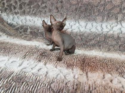 Sphynx Kitten
