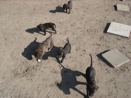 Verkaufe Cane Corso Welpen