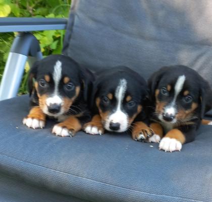 Appenzeller sennenhund welpen