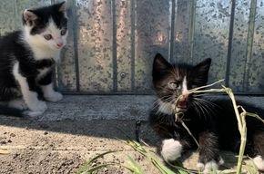 Babykatzen zu verkaufen