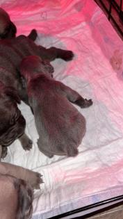 Französische Bulldogge