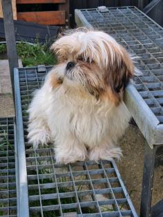 Shih Tzu sucht Familie