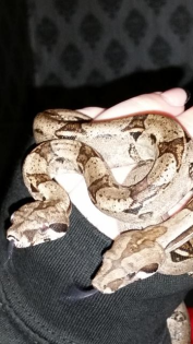2 Boa Constrictor Imperator