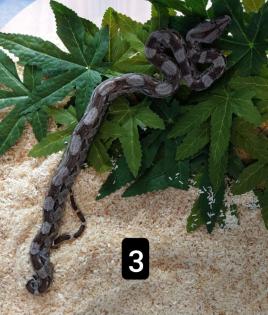 Cay Caulker Boa Belize Nachzuchten