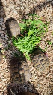 Griechische Landschildkröten