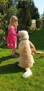 Goldendoodle Wurfankündigung