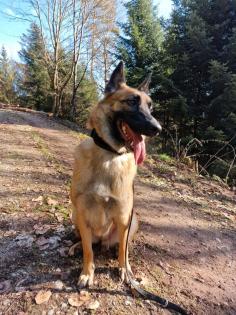 Belgischer Schäferhund Malinois Hündin