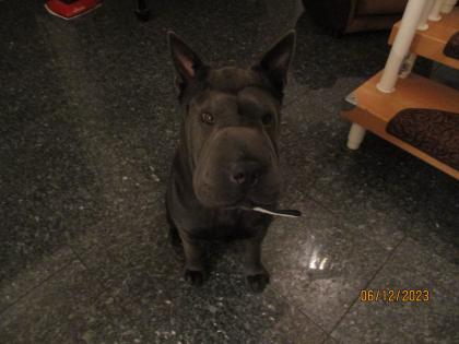 Shar-Pei Hündin 11 Monate