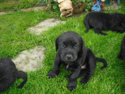 Mega-süße schwarze Labrador Mischlingswelpen