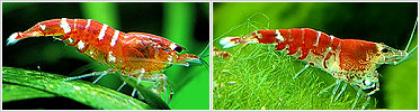 Bienengarnele, Caridina serrata