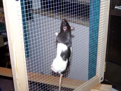 2 Männliche Ratten zu verschänken mit oder ohne Käfig