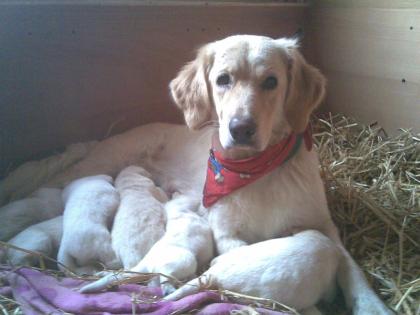 Golden retriever welpen