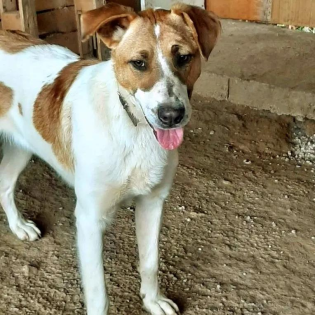 Leon sucht Körbchen sucht Pflege oder Endstelle