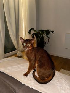 Reinrassiger Abessinier Kater mit Stammbaum abzugeben