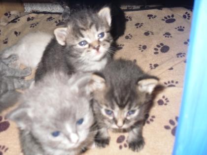 Neva masquarade, waldkatze, sibirische katze