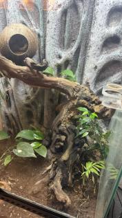 Kronenkopfgecko inkl. Terrarium Komplettset