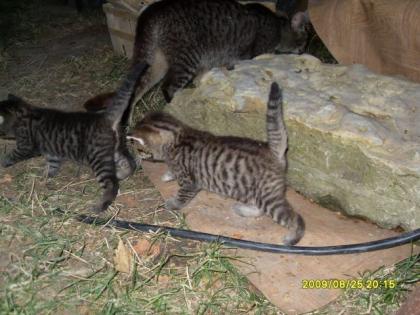 Zu verschenken 1 und/oder 2 Katzenbabys