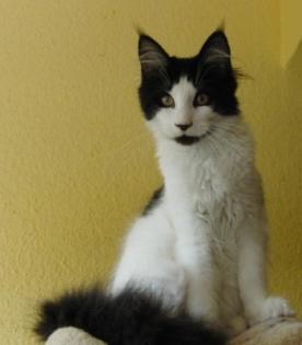 Wunderschöne Maine Coon Babys abzugeben