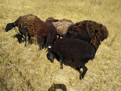 Hissar - Fettsteiß - Schafe Bock Nutztiere